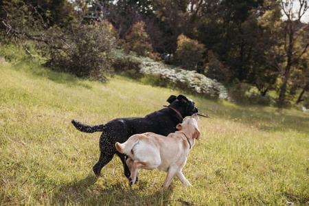 Labrador Retriever for sale by LENNOVA