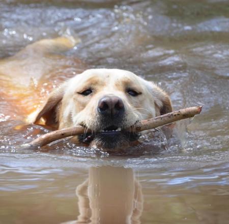 Labrador Retriever for sale by LENNOVA
