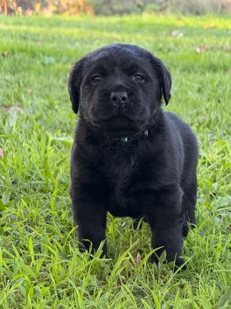 Labrador Retriever puppy for sale by LENNOVA