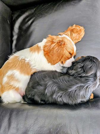 Cavalier King Charles Spaniel for sale by EDLENPARK