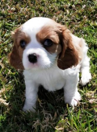 Cavalier King Charles Spaniel for sale by EDLENPARK
