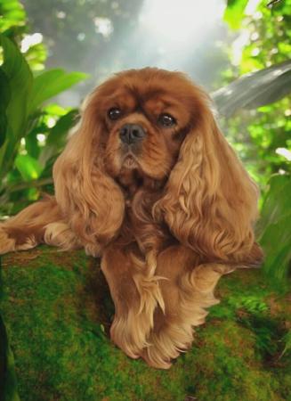 Cavalier King Charles Spaniel for sale by EDLENPARK