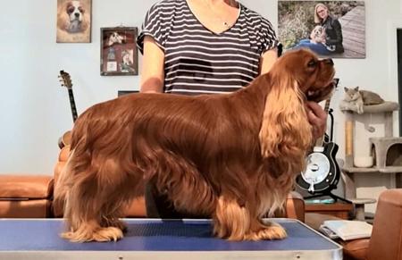 Cavalier King Charles Spaniel for sale by EDLENPARK