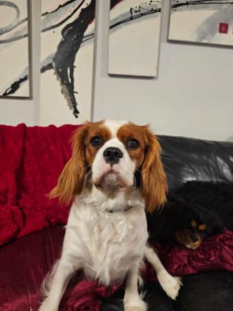 Cavalier King Charles Spaniel for sale by EDLENPARK