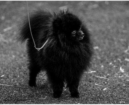 Pomeranian for sale by POMARMOUR