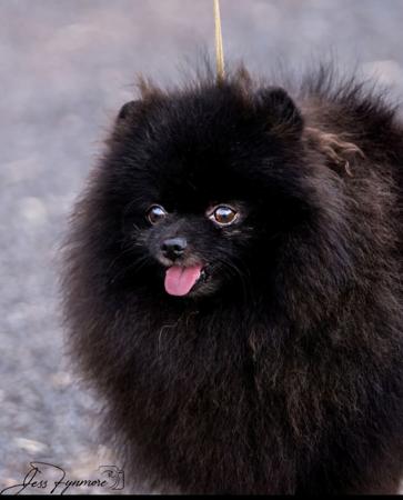 Pomeranian for sale by POMARMOUR