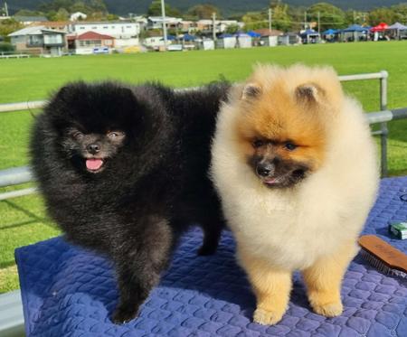 Pomeranian for sale by POMARMOUR