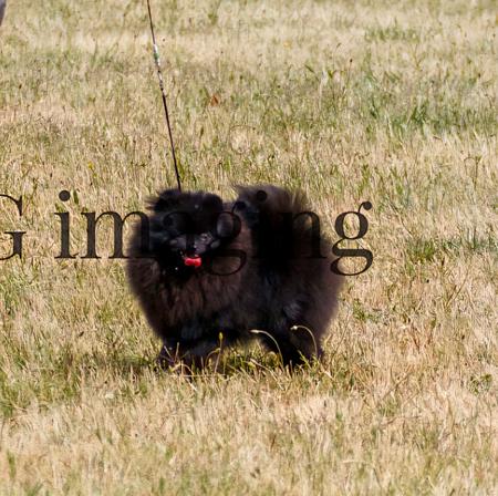 Pomeranian for sale by POMARMOUR