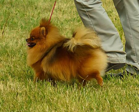 Pomeranian for sale by POMARMOUR