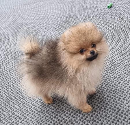 Pomeranian puppy for sale by POMARMOUR