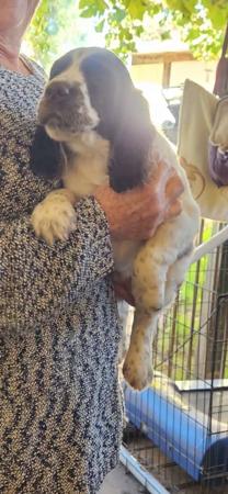 English Springer Spaniel puppy for sale by JOSEPHCALLERY
