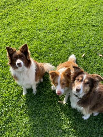 Border Collie for sale by BELLAINDLE