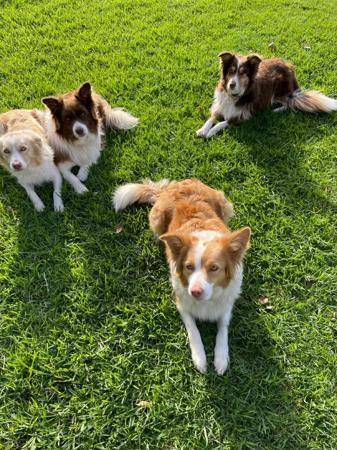 Border Collie for sale by BELLAINDLE