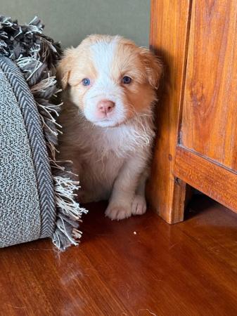 Border Collie for sale by BELLAINDLE