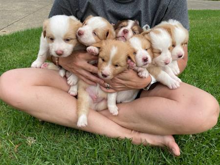 Border Collie for sale by BELLAINDLE