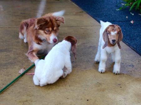 Border Collie for sale by BELLAINDLE
