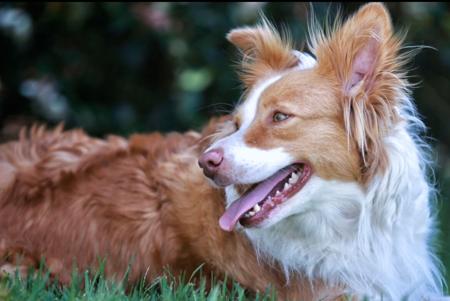 Border Collie for sale by BELLAINDLE