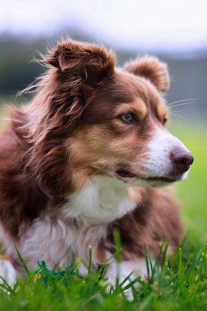 Border Collie for sale by BELLAINDLE