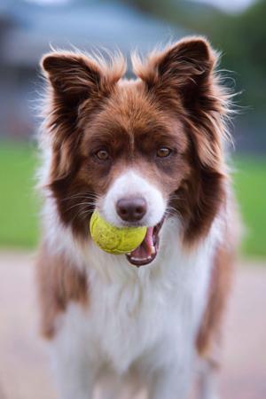 Border Collie for sale by BELLAINDLE