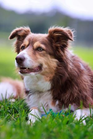 Border Collie for sale by BELLAINDLE