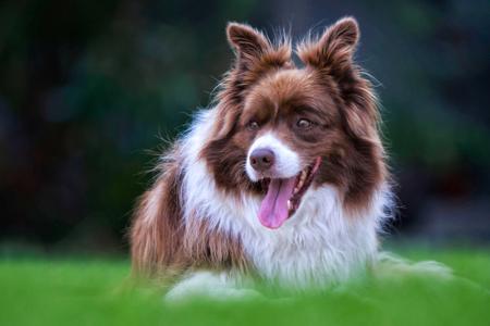 Border Collie for sale by BELLAINDLE