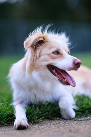 Border Collie for sale by BELLAINDLE