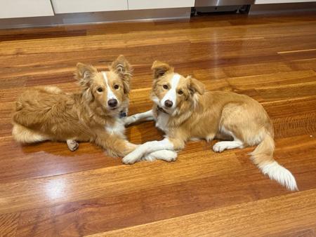 Border Collie for sale by BELLAINDLE