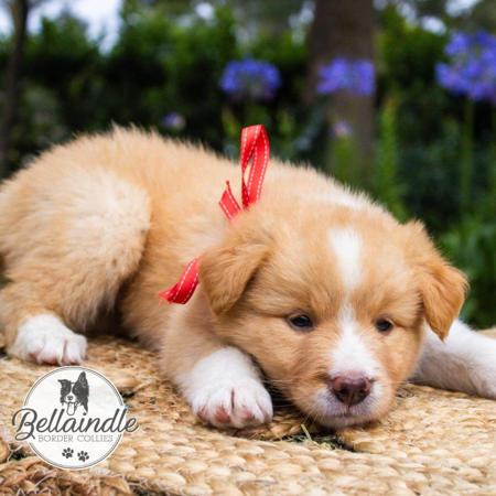 Border Collie for sale by BELLAINDLE