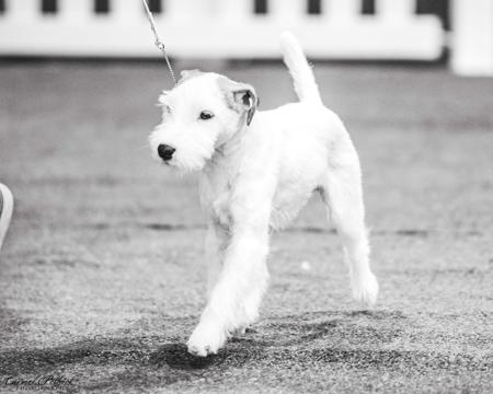 Parson Russell Terrier for sale by FOXBOLT