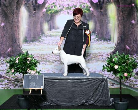 Parson Russell Terrier for sale by FOXBOLT