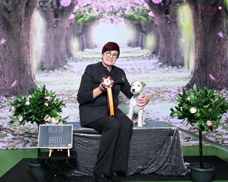 Parson Russell Terrier for sale by FOXBOLT