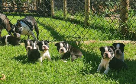 Boston Terrier for sale by WOTCHME