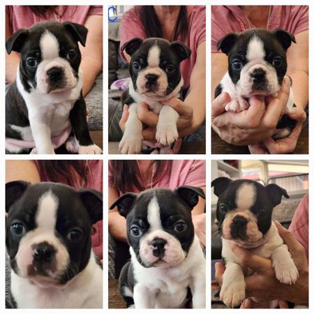 Boston Terrier for sale by WOTCHME