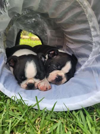Boston Terrier for sale by WOTCHME