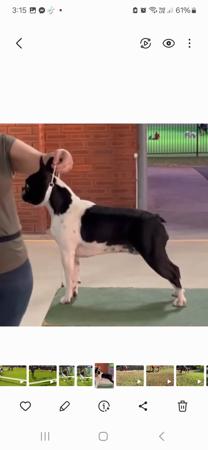 Boston Terrier for sale by WOTCHME