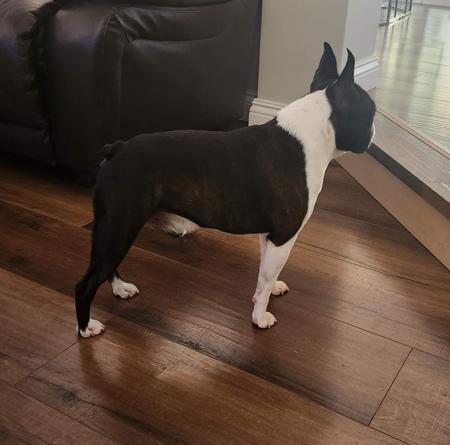 Boston Terrier for sale by WOTCHME