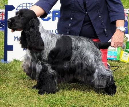 Cocker Spaniel for sale by TRIOSNOBLES
