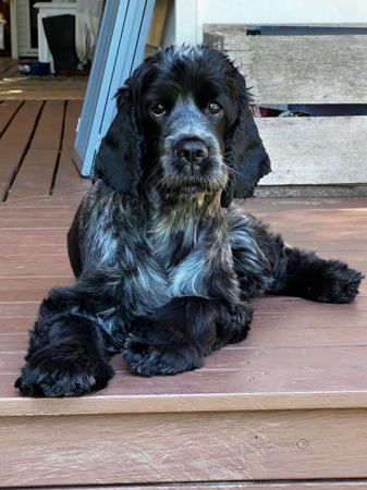 Cocker Spaniel for sale by TRIOSNOBLES