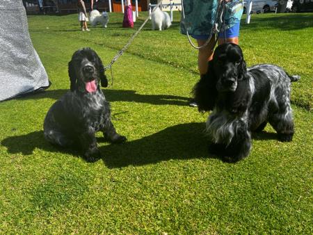 Cocker Spaniel for sale by TRIOSNOBLES