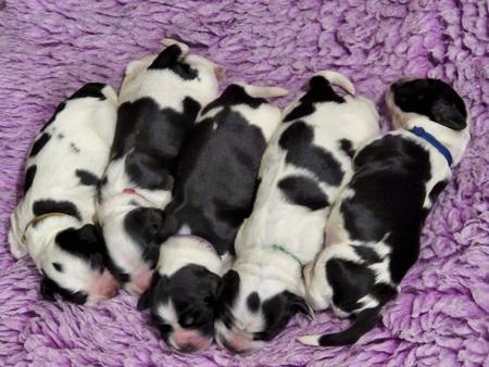 Cocker Spaniel for sale by TRIOSNOBLES