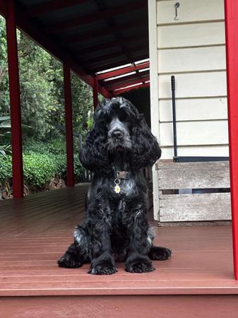 Cocker Spaniel for sale by TRIOSNOBLES