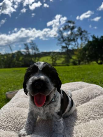 Cocker Spaniel puppy for sale by 3SCO
