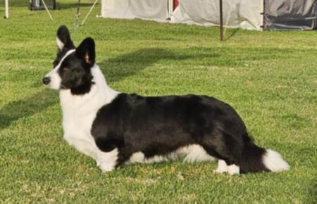 Welsh Corgi (Cardigan) for sale by CORMEADKENNELS