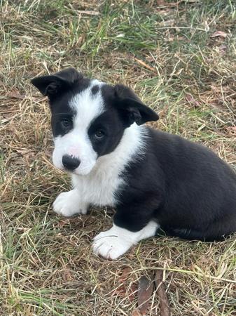 Welsh Corgi (Cardigan) for sale by CORMEAD
