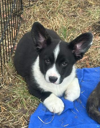 Welsh Corgi (Cardigan) for sale by CORMEAD