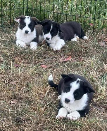 Welsh Corgi (Cardigan) for sale by CORMEAD