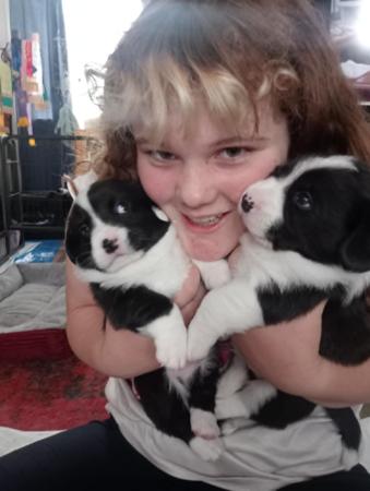 Welsh Corgi (Cardigan) for sale by CORMEAD