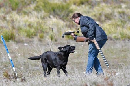 Labrador Retriever for sale by ELLSOLUT