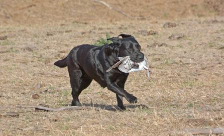 Labrador Retriever for sale by ELLSOLUT