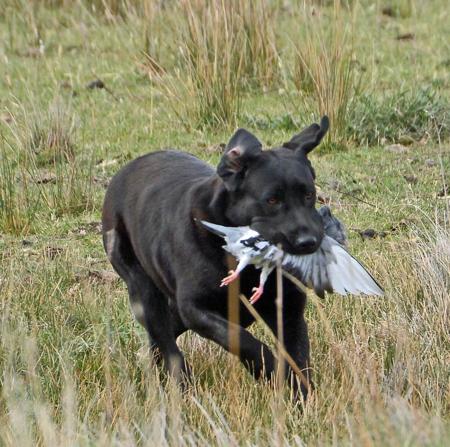 Labrador Retriever for sale by ELLSOLUT
